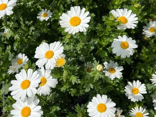 Obraz 可愛く咲いている白いマーガレットの花