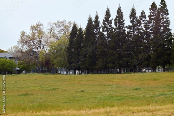 Fototapeta Evergreen Forest Landscape with Open Field