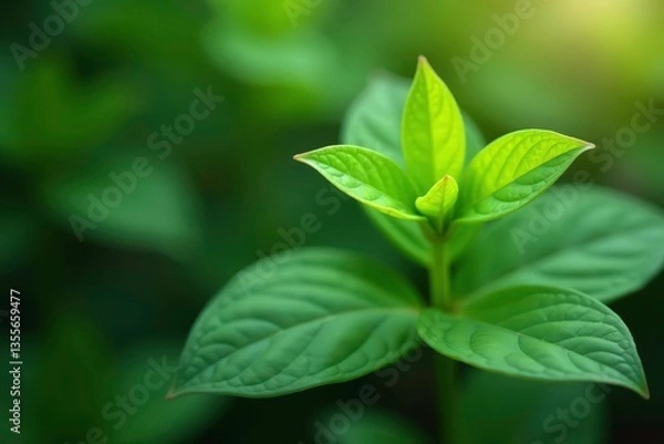 Fototapeta Vibrant green sapling, stark white setting Focus on delicate leaves , close-up, vibrant, photography