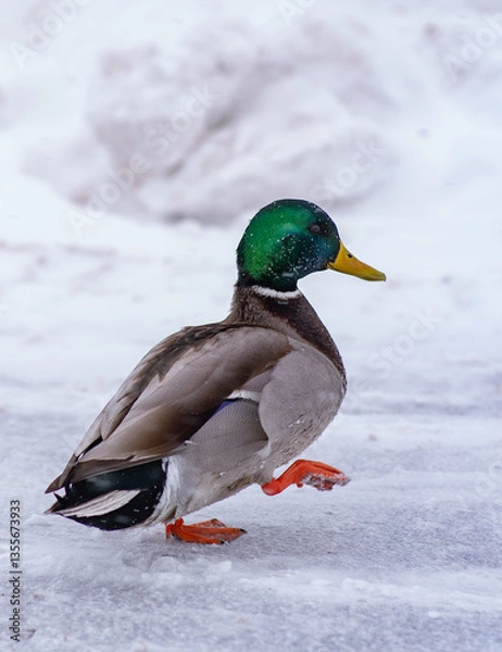 Fototapeta duck in the snow