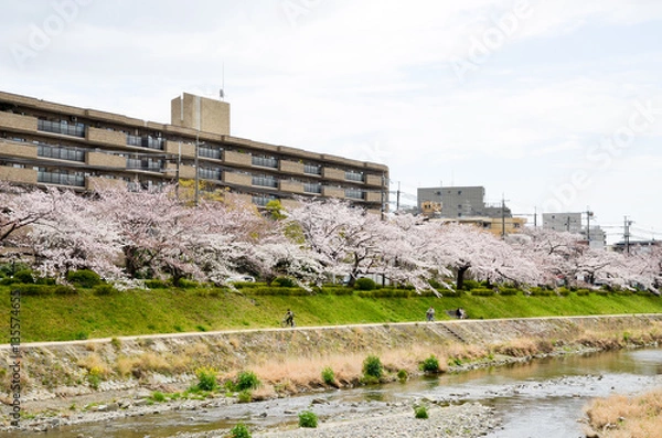 Obraz 京都　高野川沿いの桜