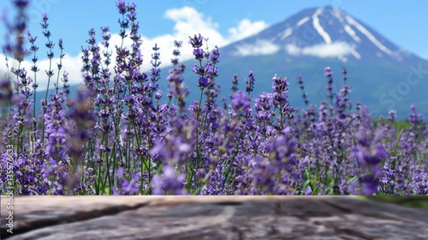 Fototapeta selection focus lavender on blur Fuji Mountain background in sum