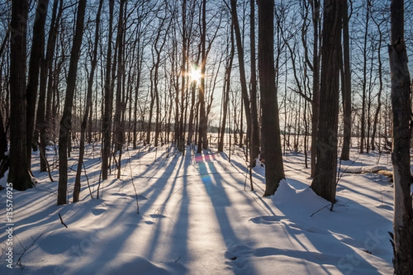 Obraz Sunset in Forest