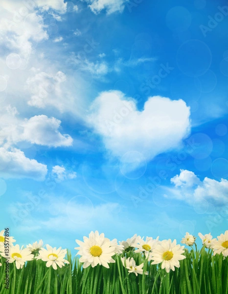 Fototapeta White daisies with puffy clouds in background