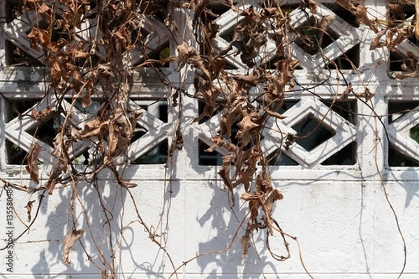 Obraz Dry leaf on the wall