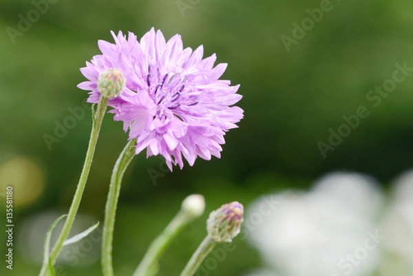 Fototapeta Cornflower in the nature