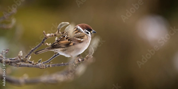 Obraz eurasian tree sparrow