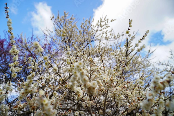 Fototapeta 青空に映える早春の白梅の花