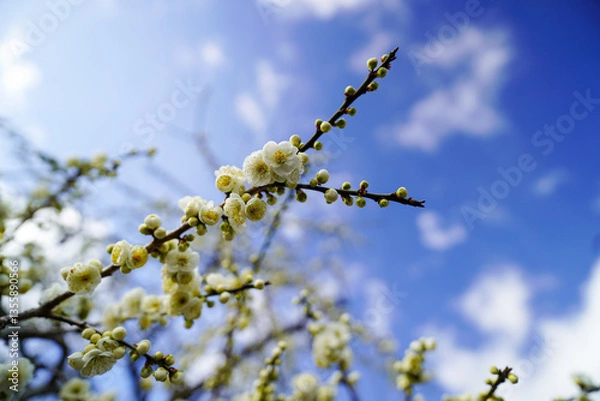 Fototapeta 春の青空の下のもうすぐ花開く梅の蕾