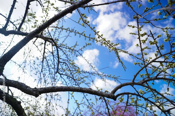 Fototapeta 早春の青空の下で開花を待つ梅の木の蕾達
