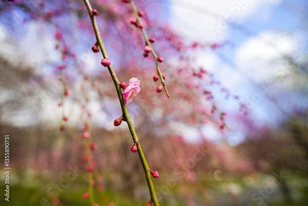 Fototapeta 早春の枝垂れ梅の花と蕾たち