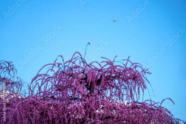 Fototapeta 青空と梅の花と飛行機