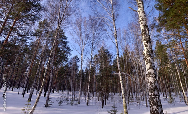 Fototapeta Winter. Forest. Birch
