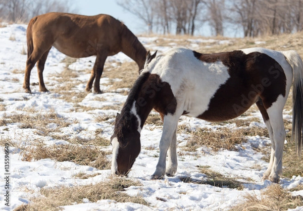 Fototapeta a horse in a pasture in winter