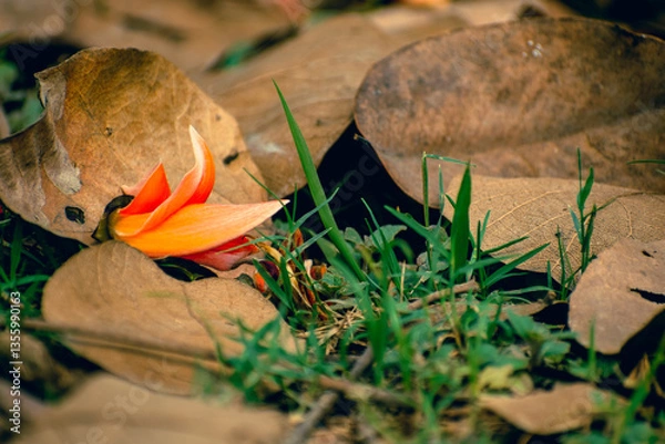 Obraz Palash Blossoms Resting on Earth