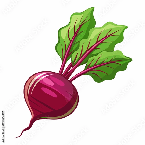 Fototapeta  Fresh and vibrant beetroot vector illustration for digital designs, packaging, and branding.