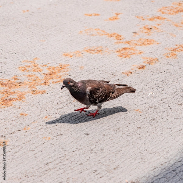 Obraz pigeon on the ground