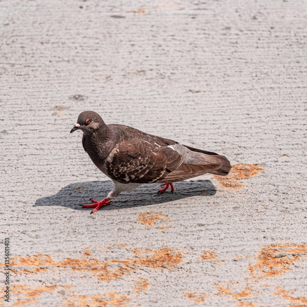 Obraz pigeon on the ground