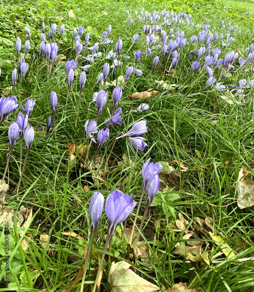 Fototapeta Byzantine Crocusม Crocus banaticus, spring crocus flowers.