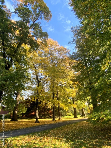 Fototapeta eautiful forest with blue sky in autumn, autumn in the park.