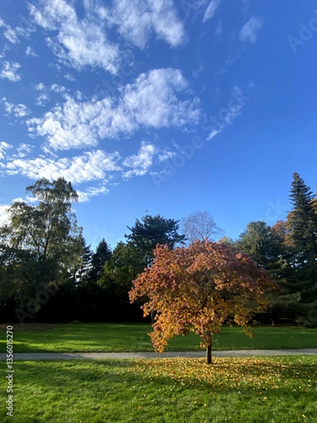 Fototapeta Beautiful forest with blue sky in autumn.