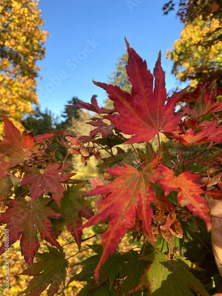 Fototapeta Acer pseudosieboldianum, the Korean maple, purplebloom maple, maple leaves in autumn.