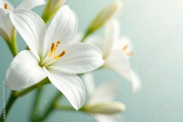 Fototapeta Close-up of pristine white flowers on seamless background, still life, skincare