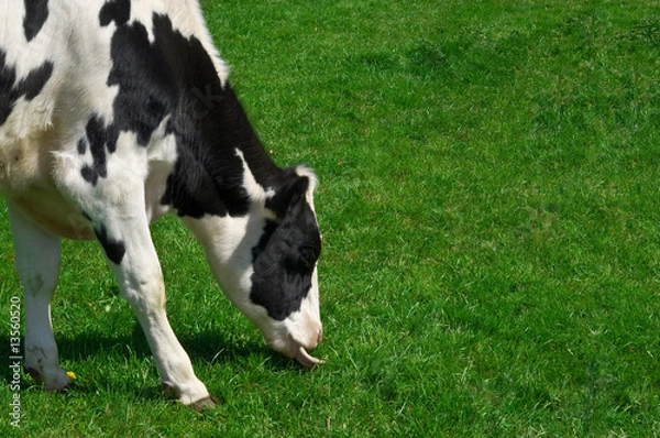 Obraz grazing cow