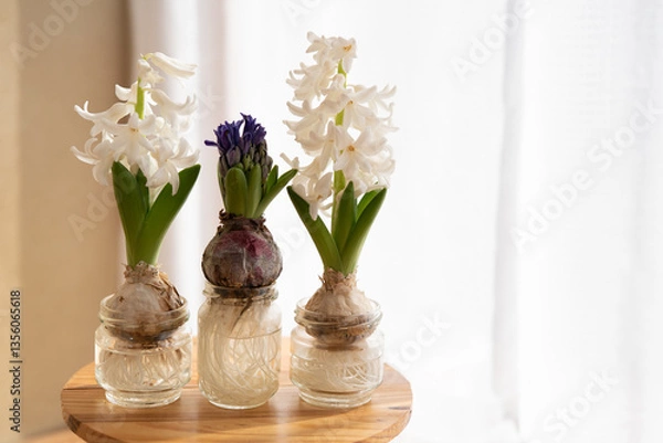 Obraz 水耕栽培のヒヤシンス