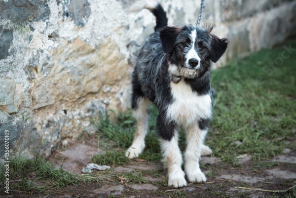 Fototapeta Dog out of a kennel
