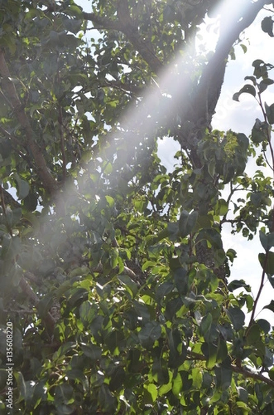 Fototapeta Apple tree