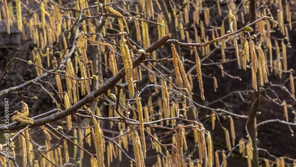 Fototapeta Blüte der Haselnuss
