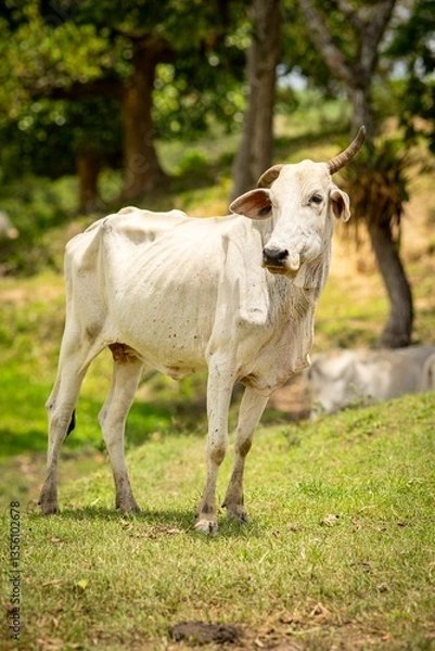 Fototapeta White cow on grassy field with trees in background.
