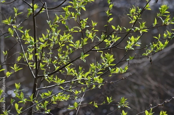 Fototapeta spring leaf