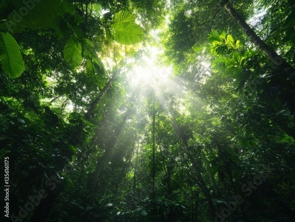 Obraz Lush jungle canopy