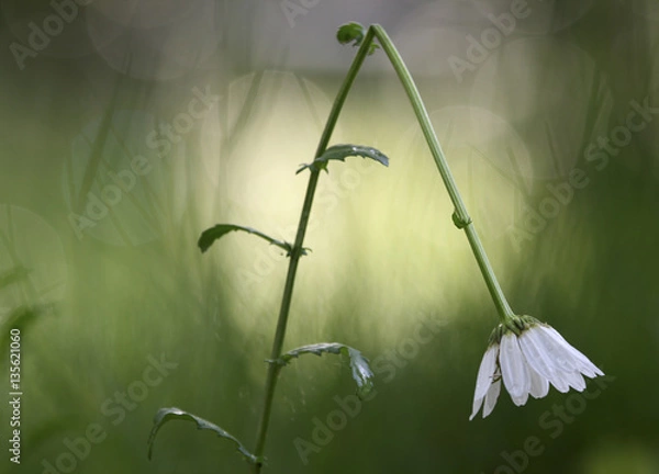 Obraz Geknickte Blume