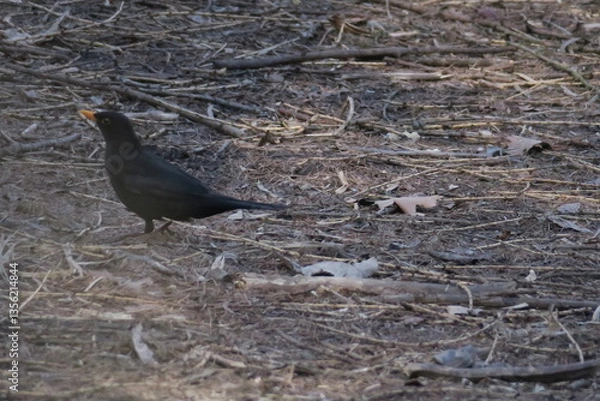 Obraz Common blackbird