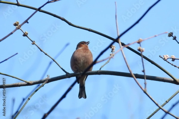 Obraz Eurasian chaffinch on a branch