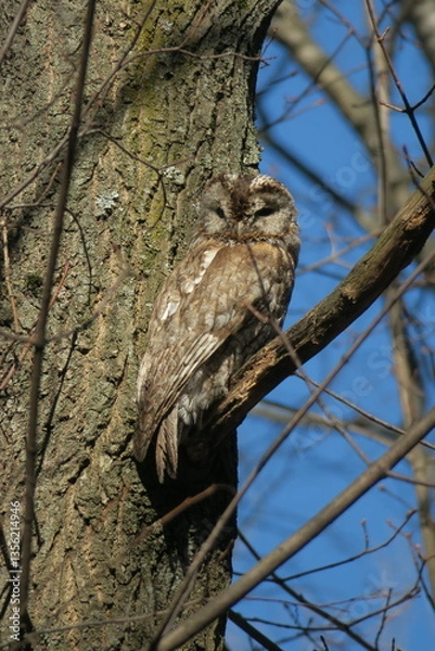 Obraz Strix sitting on a branch