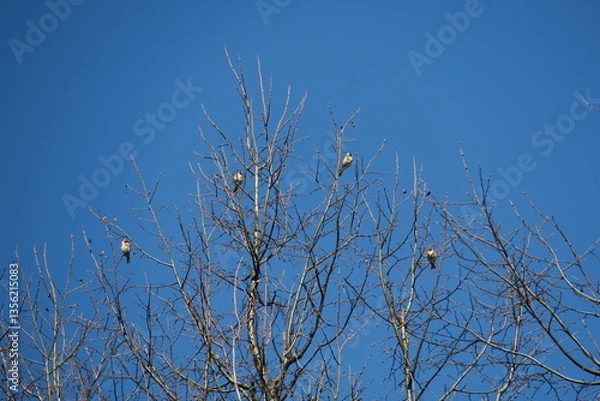 Obraz Goldfinches on a tree