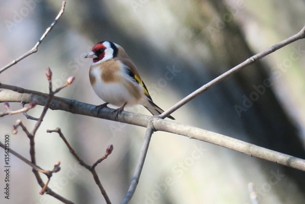 Obraz goldfinch on a branch