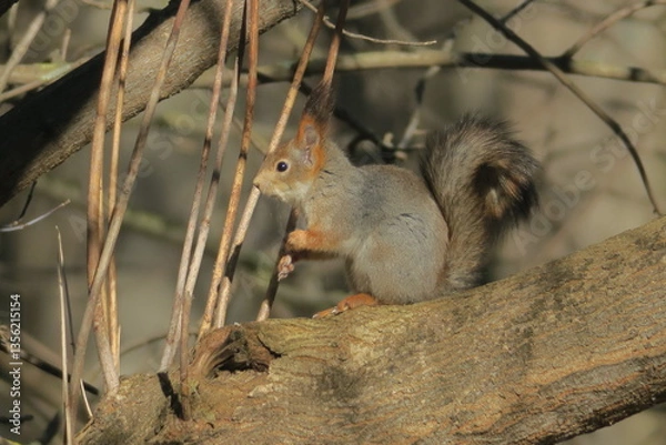 Obraz squirrel on a tree