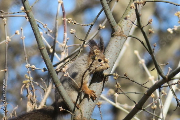 Obraz squirrel on a tree