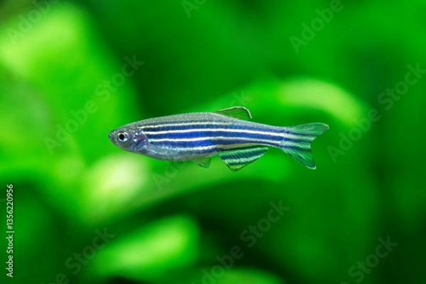 Fototapeta Zebra Danio - Zebra Danio