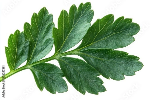 Fototapeta Fresh green parsley leaf close-up showing detailed texture and vibrant color