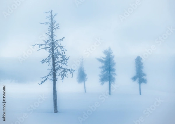 Fototapeta Tree in Front