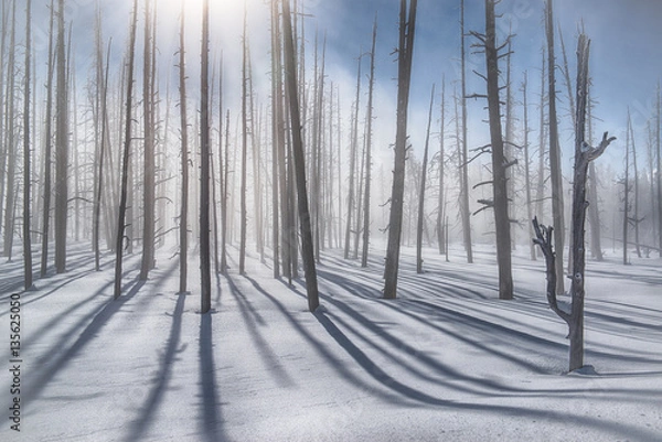 Fototapeta Through the Mist