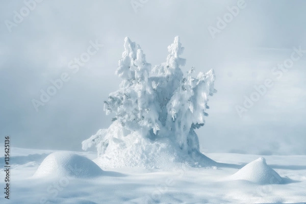 Fototapeta TReeform 3