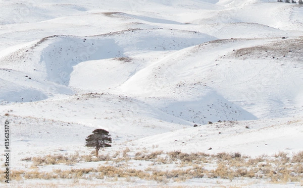 Fototapeta One Tree Alone