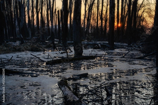 Fototapeta sunset in the woods